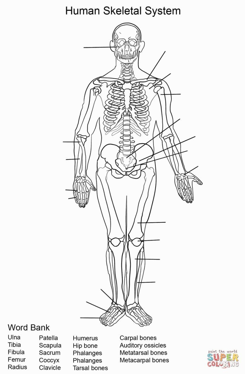 Printable Skeletal System Coloring Pages