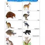 14 Free Esl Australian Animals Worksheets   Free Printable Pictures Of Australian Animals