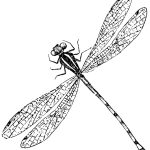 6 Dragonfly Images!   The Graphics Fairy   Free Printable Pictures Of Dragonflies