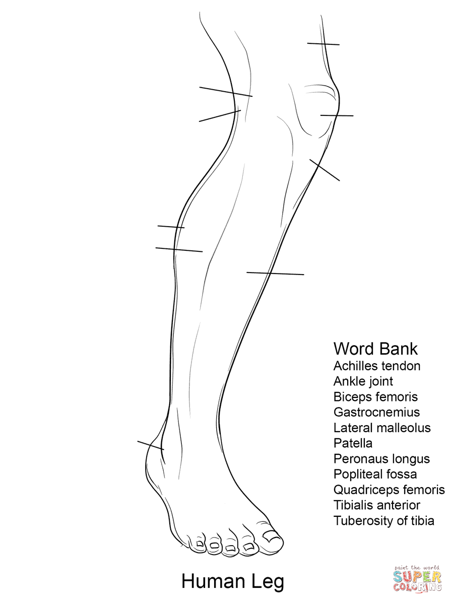 Download Free Printable Human Anatomy Worksheets | Free Printable
