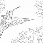 Coloring Book World ~ Coloring Book World Hummingbird Page   Free Printable Pictures Of Hummingbirds