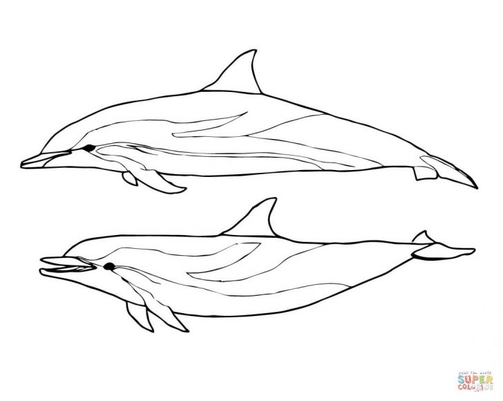 Dolphin Coloring Sheets Free Printable