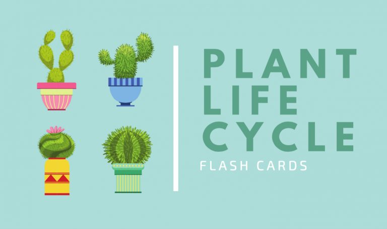 free-online-flashcard-maker-design-custom-flashcards-canva-free-printable-flash-card-maker
