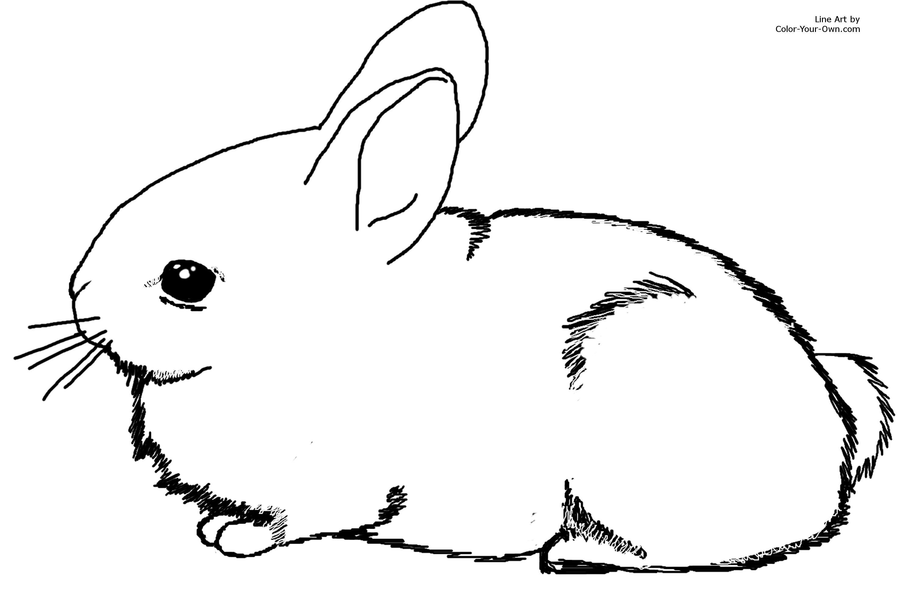 Bunny Coloring Pages Best Coloring Pages For Kids Free Printable 