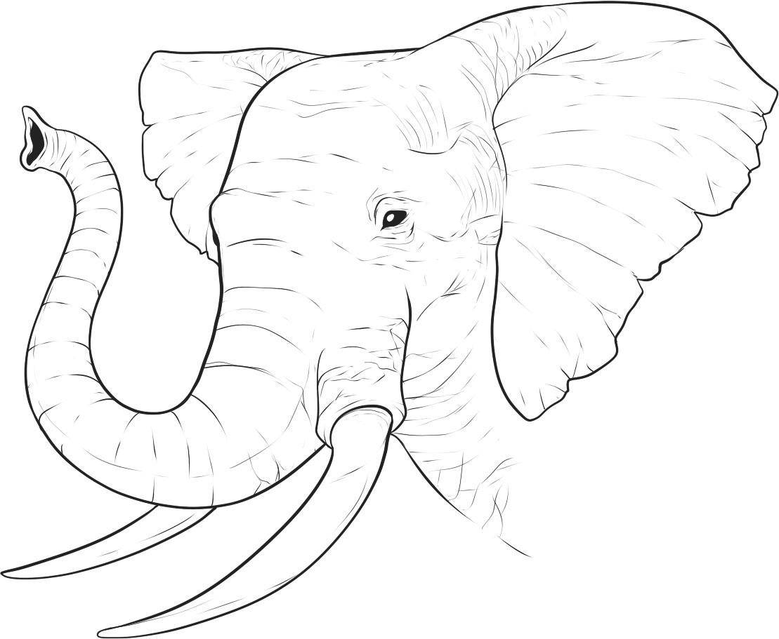 Голова слона раскраска