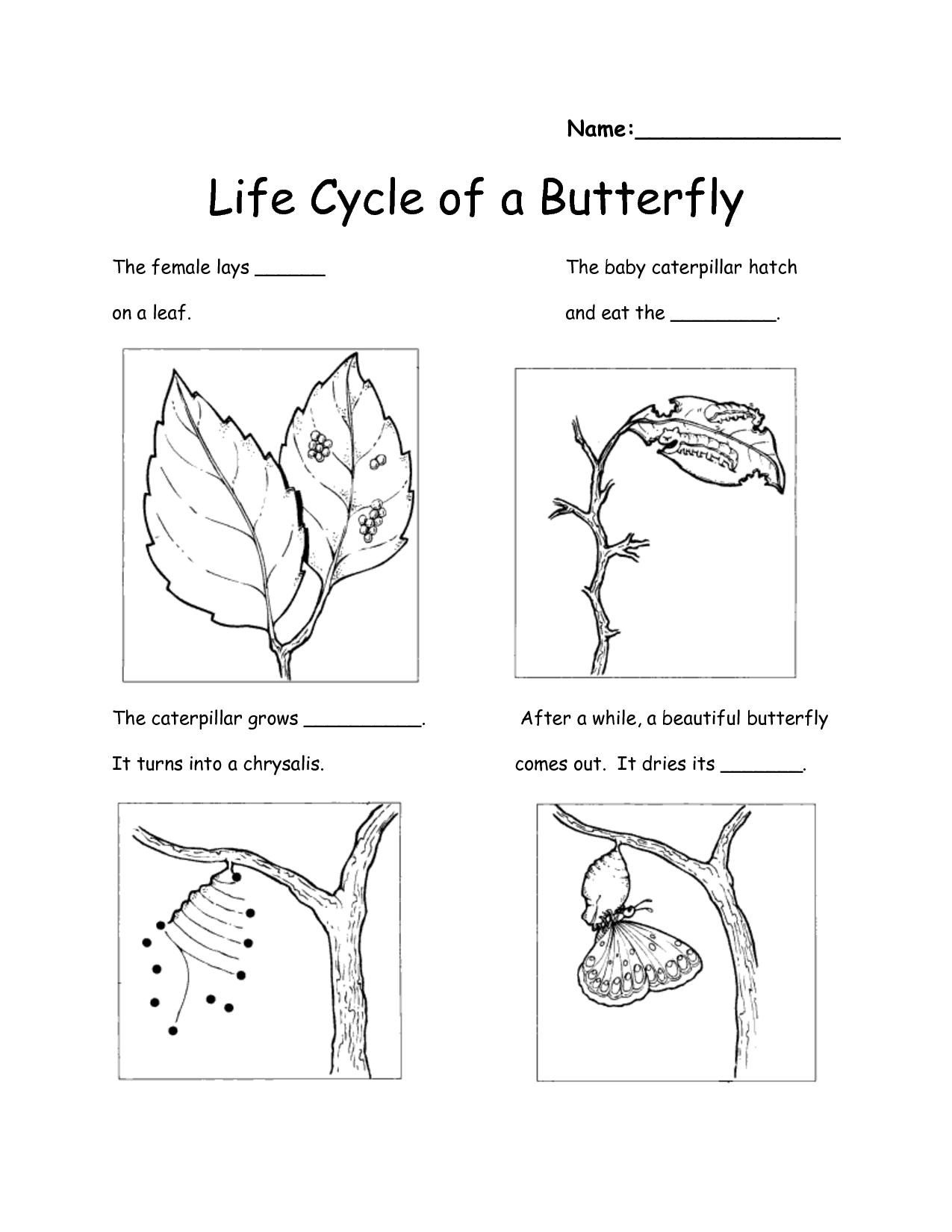 Science Worksheets For 2nd Graders