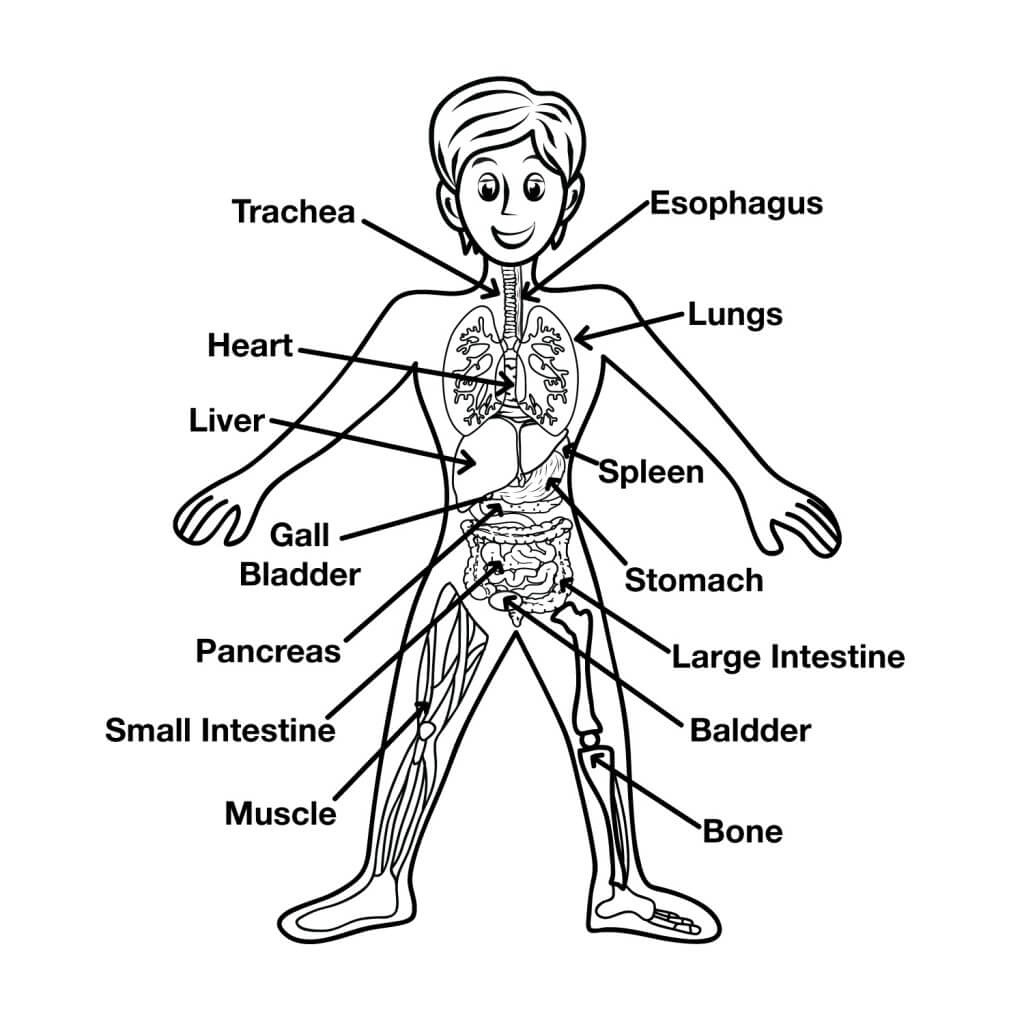 Free Printable Human Anatomy Worksheets | Free Printable