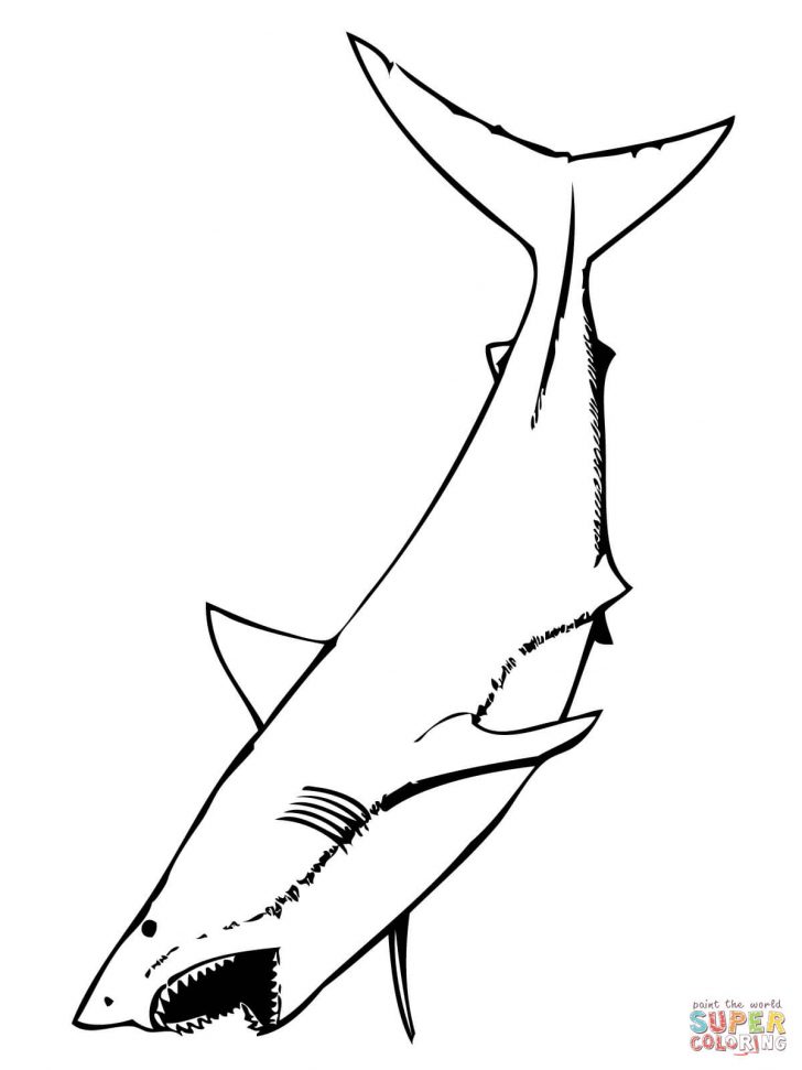Free Printable Great White Shark Coloring Pages