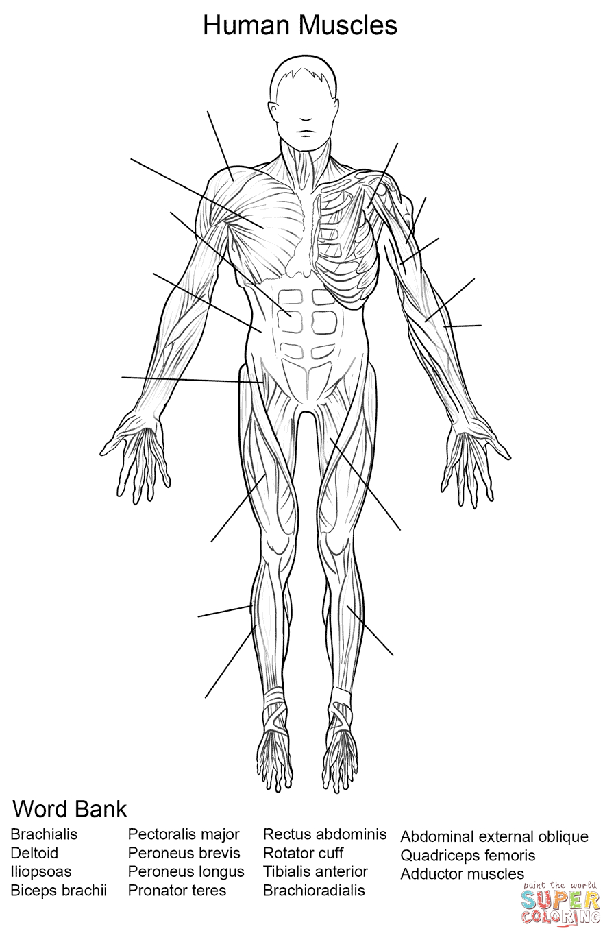 Free Printable Human Anatomy Worksheets | Free Printable