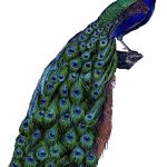Instant Art Printable Download   Fabulous Colorful Peacock   The   Free Printable Peacock Pictures