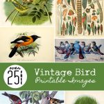 Over 25 Free Vintage Bird Printable Images | Remodelaholic   Free Printable Vintage Art