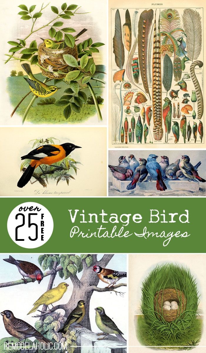 Over 25 Free Vintage Bird Printable Images | Remodelaholic - Free Printable Vintage Art