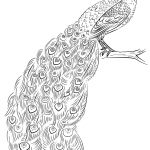 Peacock Coloring Page | Free Printable Coloring Pages | Coloring   Free Printable Peacock Pictures