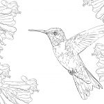 Realistic Ruby Throated Hummingbird Coloring Page | Supercoloring   Free Printable Pictures Of Hummingbirds