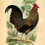 14 Rooster Images!   The Graphics Fairy   Free Printable Pictures Of Roosters
