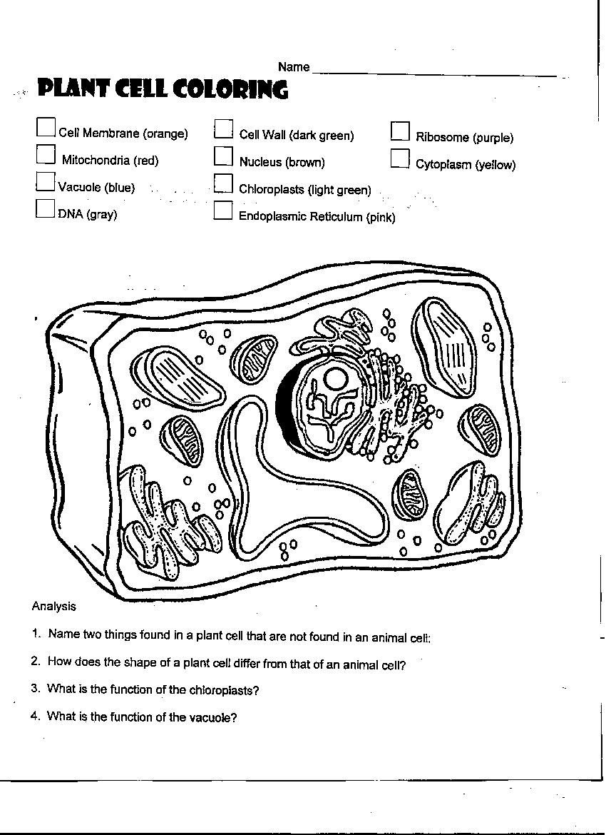 31 Plant Cell Coloring Pages Plant-Cell-Coloring-3 – Free Coloring - Free Printable Cell Worksheets