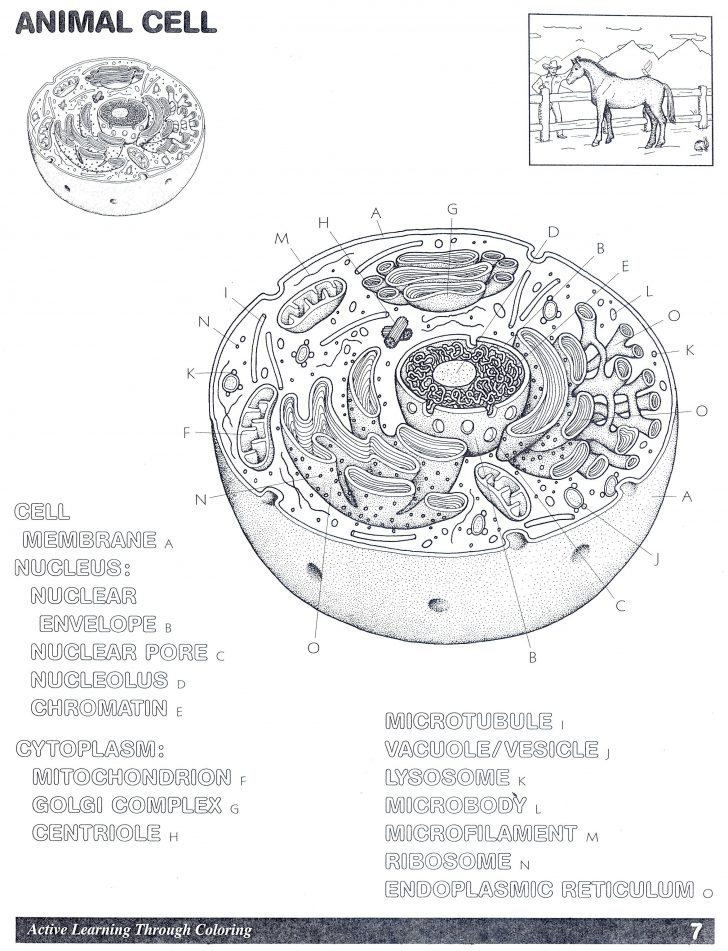 animal-cell-worksheet-colouring-pages-homeschooling-animal-cell