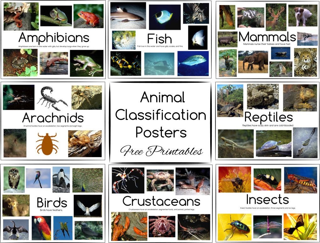 Free Printable Animal Classification Worksheets