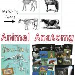 Animal Skeleton Matching Cards – Teach Beside Me   Free Printable Animal X Rays
