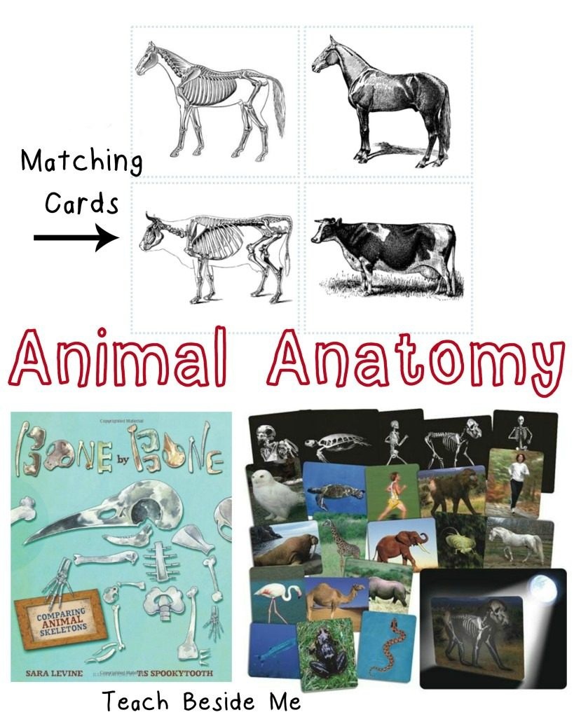 Animal Skeleton Matching Cards – Teach Beside Me - Free Printable Animal X Rays
