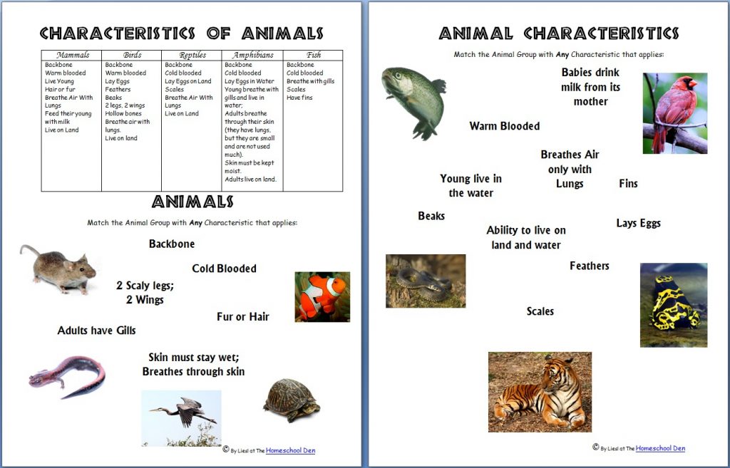 animals-and-their-characteristics-free-worksheet-homeschool-den