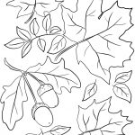 Autumn Leaves And Acorns Coloring Page | Free Printable Coloring Pages   Free Printable Pictures Of Autumn Leaves