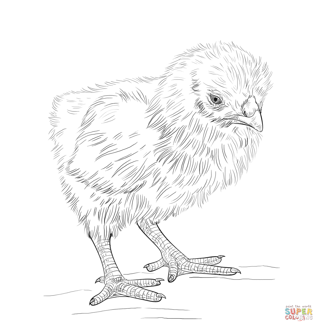 Baby Chick Coloring Page | Free Printable Coloring Pages - Free Printable Easter Baby Chick Coloring Pages