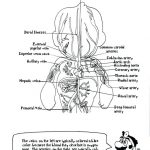 Coloring: Anatomy Coloring Pages Free 6 Printable 94 Cool And   Free Printable Human Anatomy Coloring Pages
