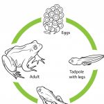 Coloring Book World ~ Free Collection Of 1St Grade Coloring Pages   Life Cycle Of A Frog Free Printable Book