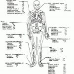 Coloring Book World ~ Human Anatomy Coloring Book World Kcnggk96I   Free Printable Anatomy Pictures