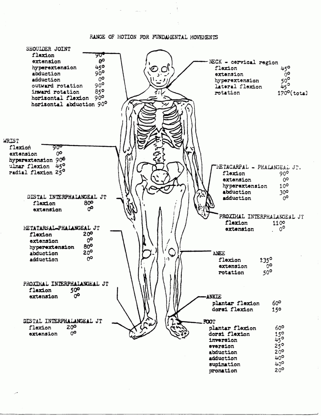 Free Printable Anatomy Pictures Free Printable