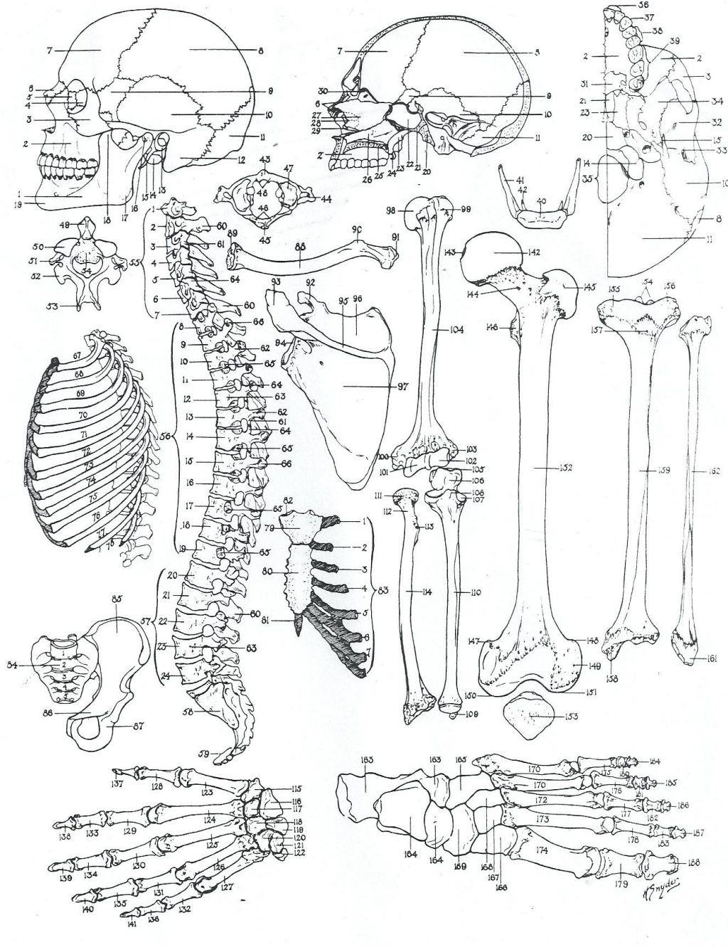 Coloring Page ~ Anatomy Coloring Pages Dechome Me And Book For Kids - Free Printable Anatomy Pictures