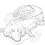 Crocodile Coloring Pages | Free Coloring Pages   Free Printable Pictures Of Crocodiles