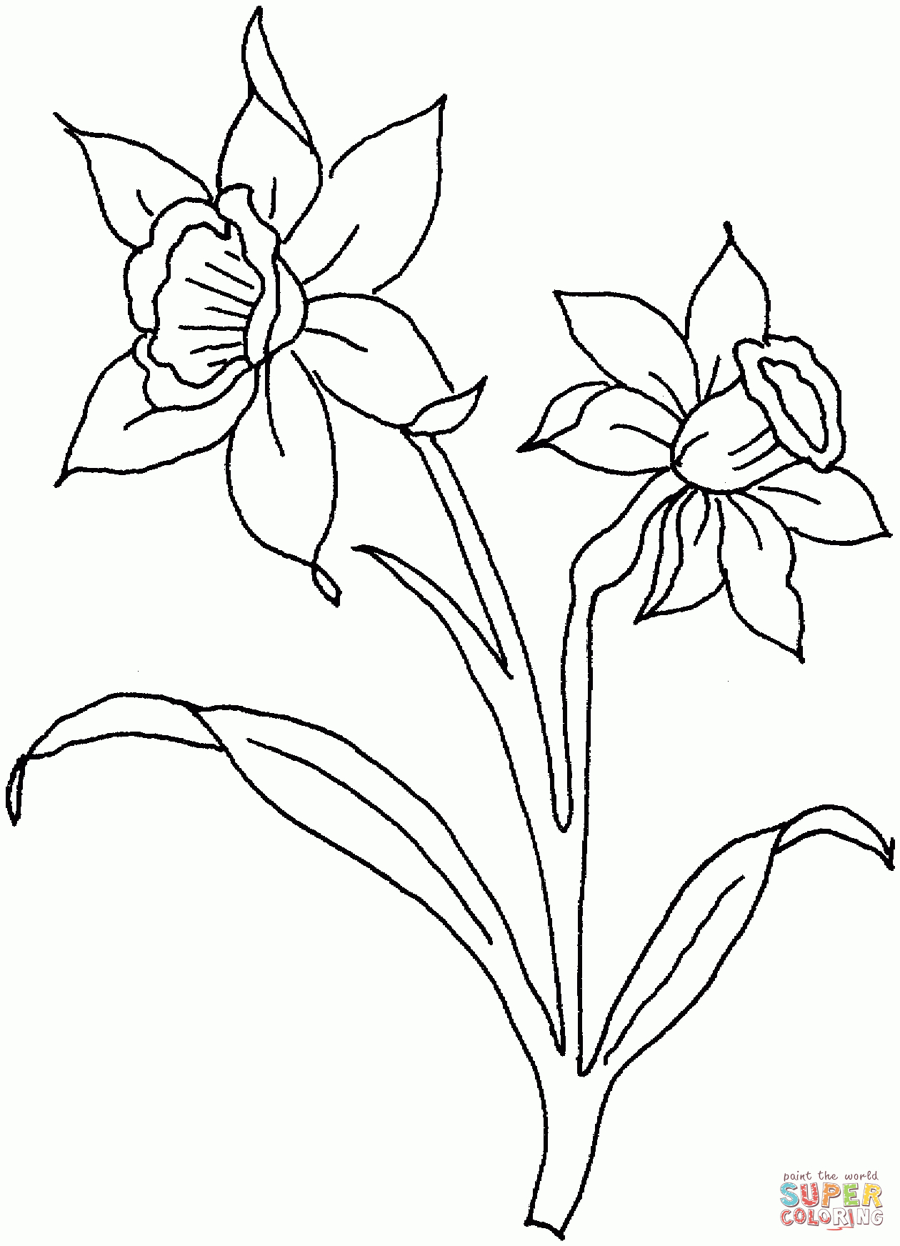 Daffodil Flowers Coloring Page | Free Printable Coloring Pages - Free Printable Pictures Of Daffodils