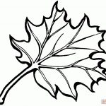 Eastern Black Oak Leaf Coloring Page | Free Printable Coloring Pages   Free Printable Oak Leaf Patterns