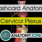 Flashcards • Anatomyzone   Free Printable Muscle Flashcards