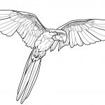 Flying Parrot Coloring Page | Free Printable Coloring Pages   Free Printable Parrot Coloring Pages
