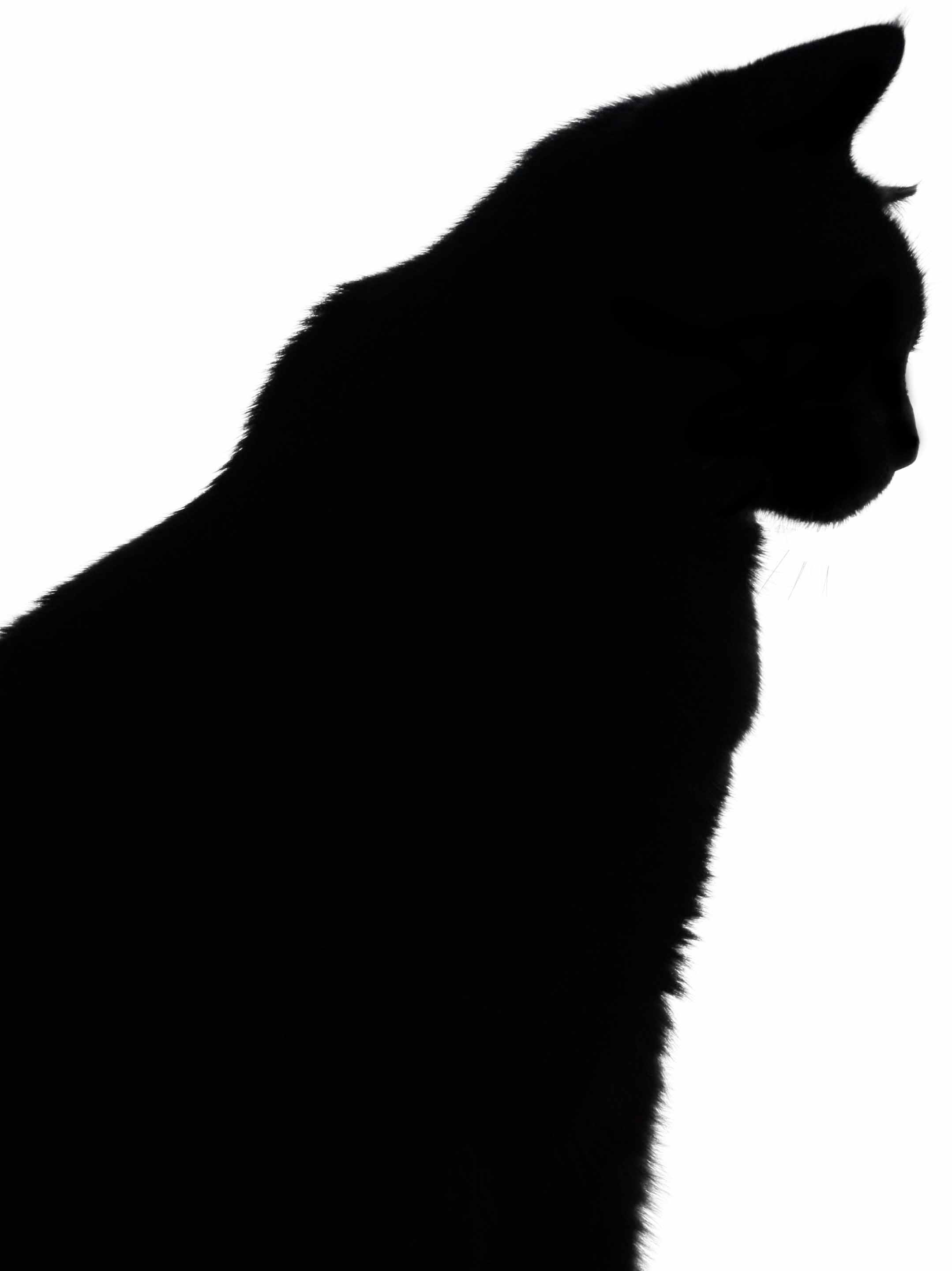 Free Cat Head Silhouette, Download Free Clip Art, Free Clip Art On - Free Printable Cat Silhouette
