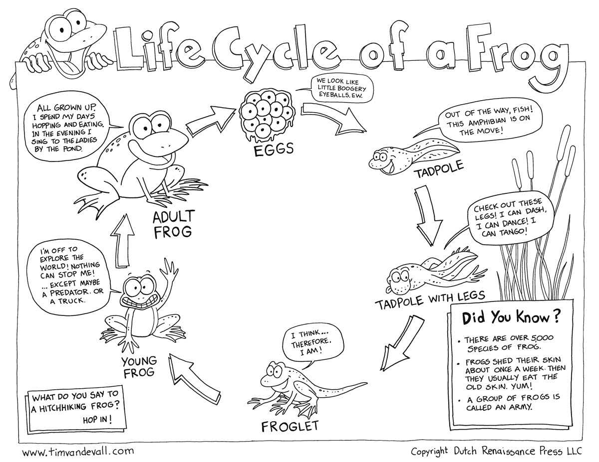 Life Cycle Of A Frog Free Printable Book Free Printable