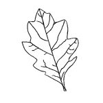 Free Oak Leaf Outline, Download Free Clip Art, Free Clip Art On   Free Printable Oak Leaf Patterns