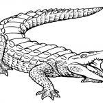 Free Printable Alligator Coloring Pages For Kids | Printables   Free Printable Pictures Of Crocodiles