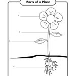 Free Printable First Grade Science Worksheets | Worksheets For Gia   Free Printable First Grade Worksheets
