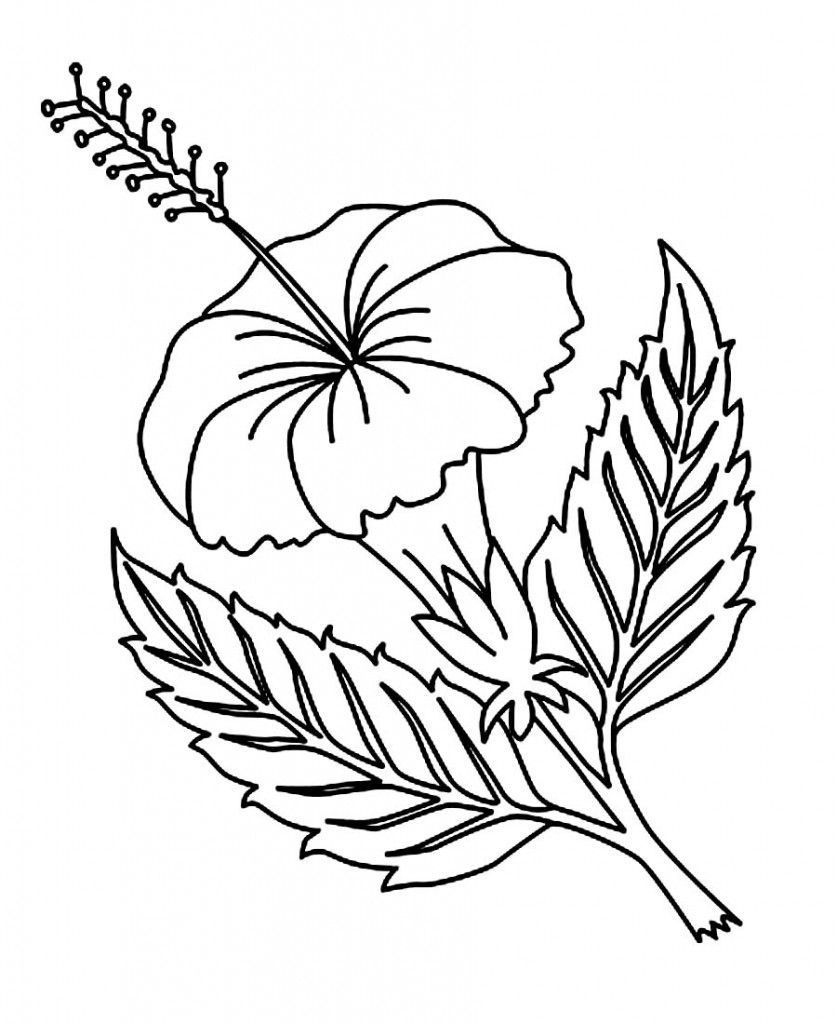 Free Printable Hibiscus Coloring Pages For Kids | Coloring Pages - Free Printable Hibiscus Coloring Pages