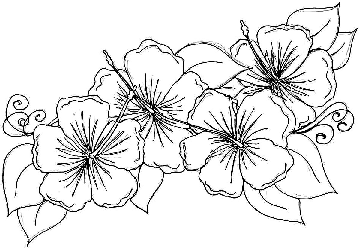 Free Printable Hibiscus Coloring Pages For Kids Flower Coloring Free Printable Hibiscus