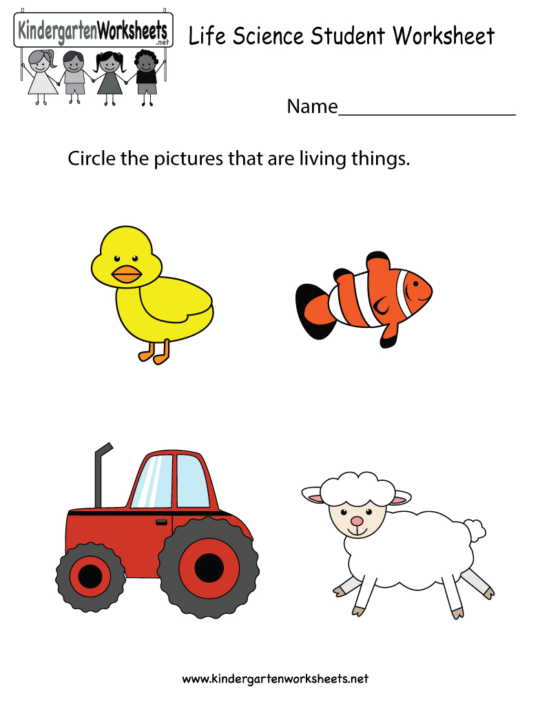 Science Worksheet / The City School: Grade 3 Science Reinforcement