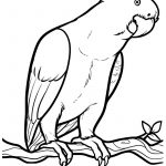 Free Printable Parrot Coloring Pages For Kids | Coloring Pages   Free Printable Parrot Coloring Pages