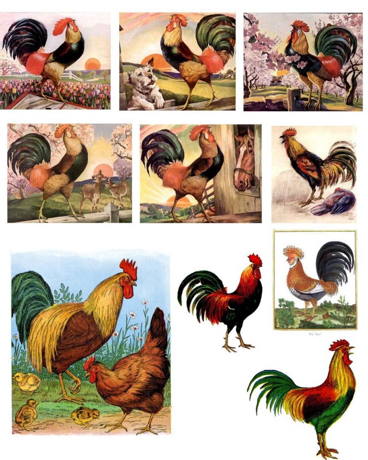 Free Printable Pictures Of Roosters