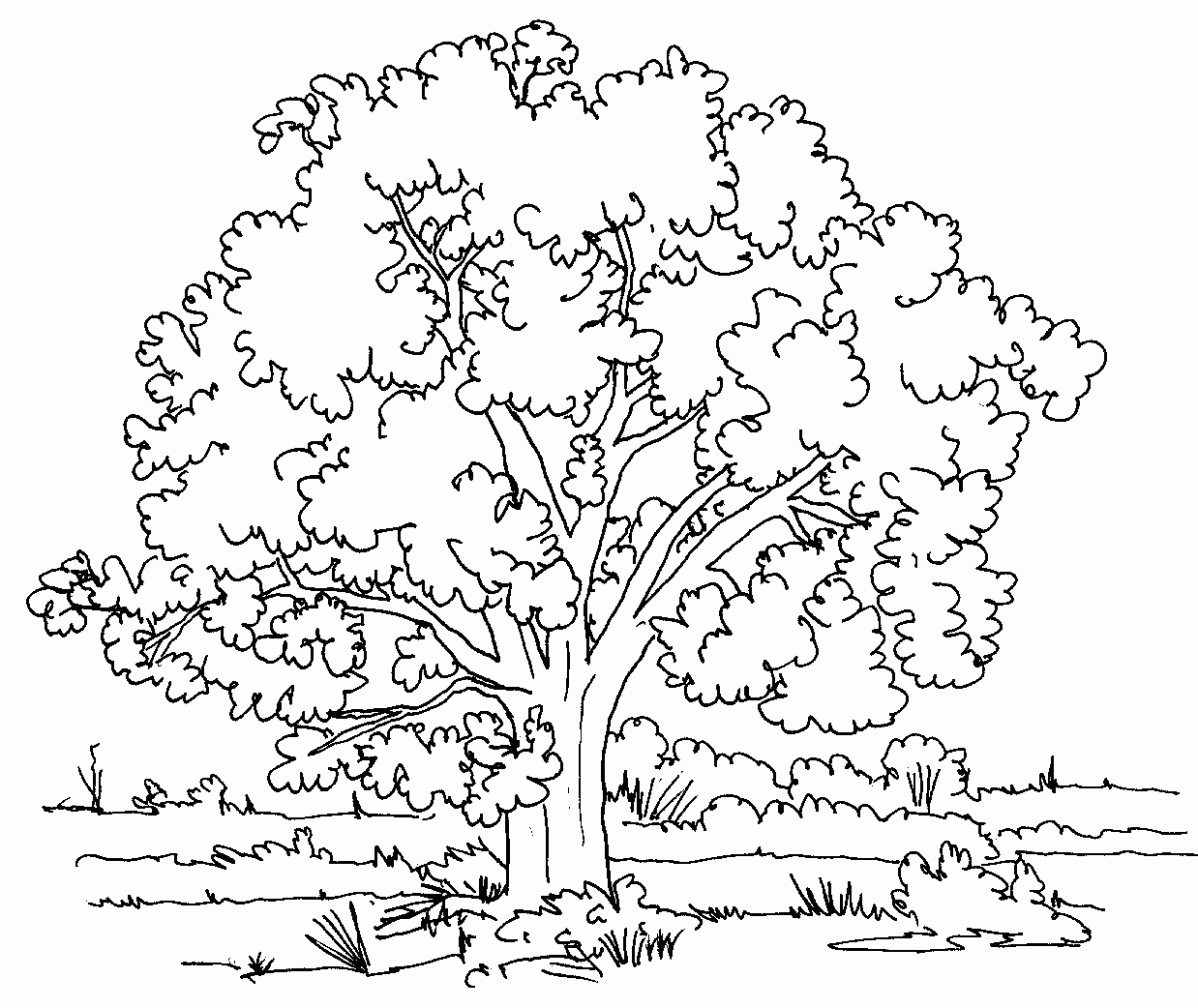 Free Printable Tree Coloring Pages For Kids - Tree Coloring Pages Free Printable