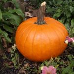 Free Pumpkin Carving Patterns And Stencils   The Pumpkin Lady   Free Online Pumpkin Carving Patterns Printable