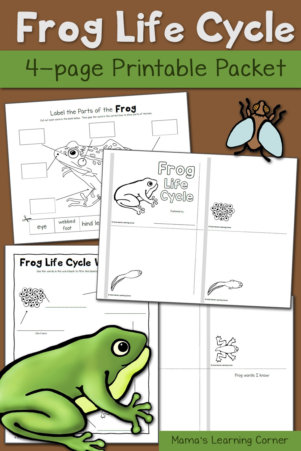 Frog Life Cycle Worksheets - Mamas Learning Corner - Life Cycle Of A Frog Free Printable Book